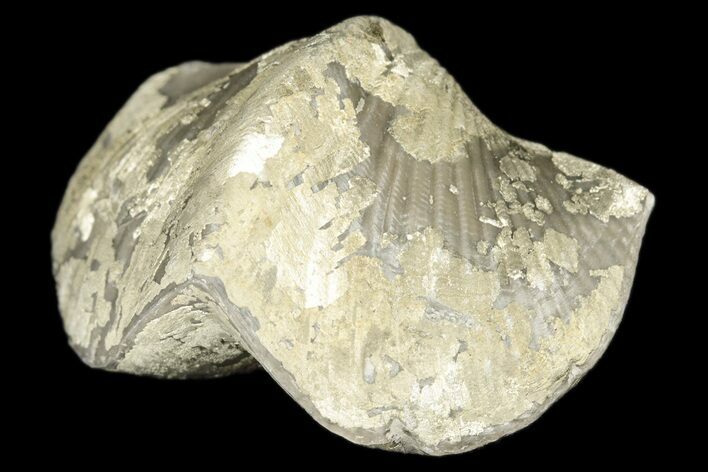 Pyrite Replaced Brachiopod (Paraspirifer) Fossil - Ohio #189156